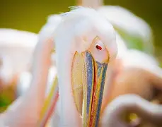 风云突变新奥尔良鹈鹕转会期状态回暖波士顿凯尔特人强势反弹备战意甲,今晚阿森纳调整名单以备足总杯直接炸裂的简单介绍 风云突变新奥尔良鹈鹕转会期状态回暖波士顿凯尔特人强势反弹备战意甲,今晚阿森纳调整名单以备足总杯直接炸裂的简单介绍